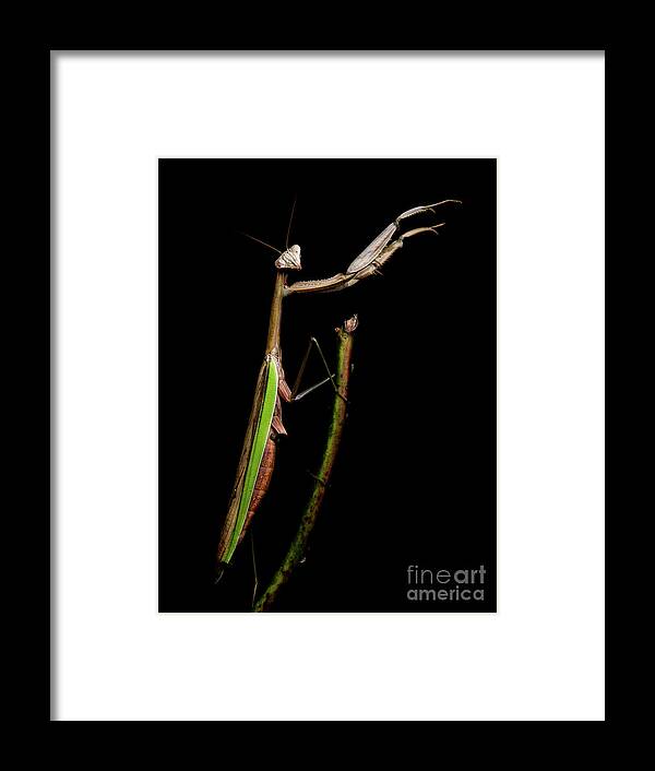 Praying Mantis Framed Print featuring the photograph Praying Mantis #1 by Diane Diederich