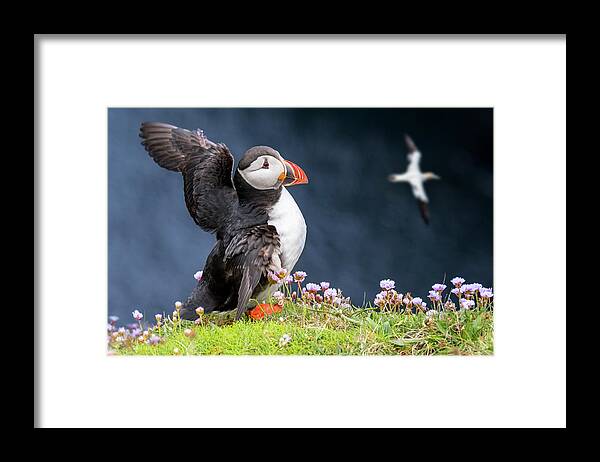 Atlantic Puffin Framed Print featuring the photograph Puffin flapping Wings #1 by Arterra Picture Library