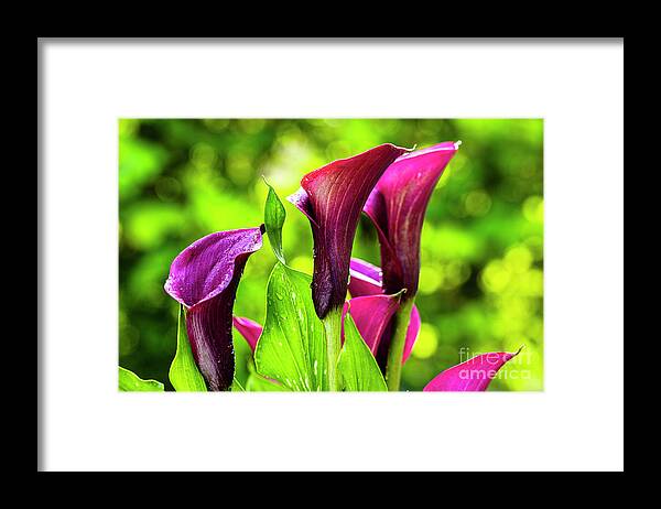 Araceae Framed Print featuring the photograph Purple Calla Lily Flower by Raul Rodriguez