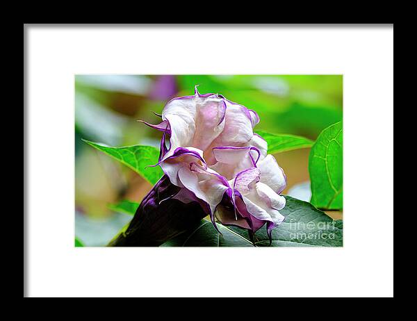 Brugmansia Framed Print featuring the photograph Purple Trumpet Flower #1 by Raul Rodriguez