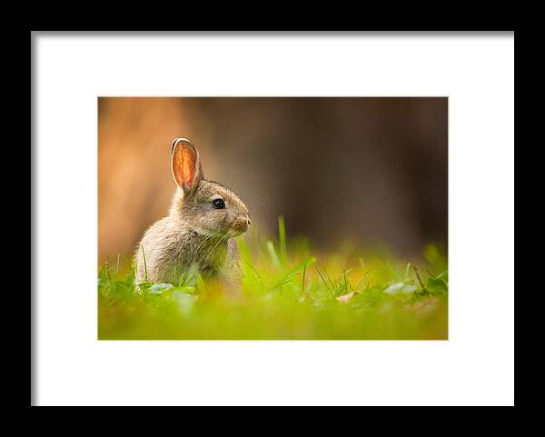 #faatoppicks Framed Print featuring the photograph Rabbit #1 by Robert Adamec