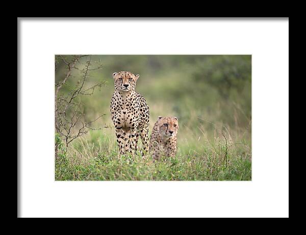 Cheetah
Cheetahs
Cat
Cats
Feline
Hunt
Hunting
Wild
Wildlife
Nature
Africa
South Africa
Zimanga
Zimanga Reserve Framed Print featuring the photograph Ready To Hunt #1 by Marco Pozzi