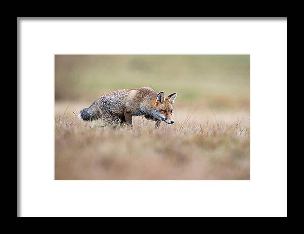 Red Framed Print featuring the photograph Red Fox, Vulpes Vulpes #1 by Petr Simon