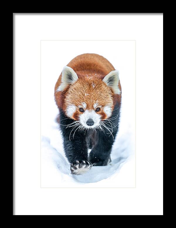 Animal Framed Print featuring the photograph Red Panda #1 by Dan Larsson