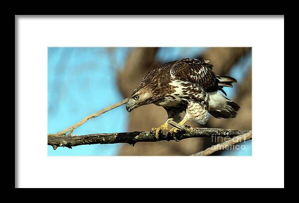 Hawk Framed Print featuring the photograph Red Tailed Hawk perched #1 by Sam Rino