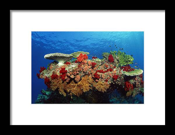Underwater Framed Print featuring the photograph Reef Scenic Of Hard Corals , Soft #1 by Comstock