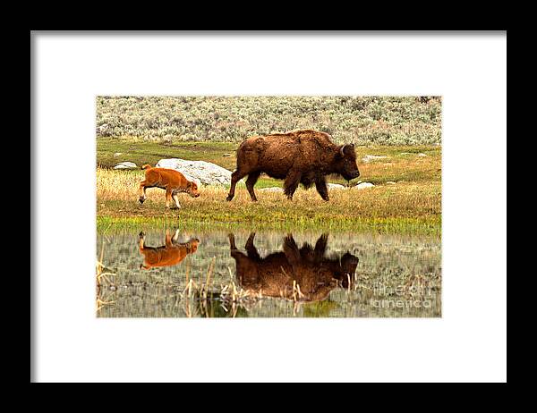 Bison Framed Print featuring the photograph Reflections With The Red Dog #1 by Adam Jewell