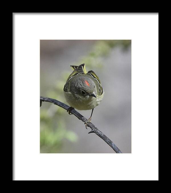 Bird Framed Print featuring the photograph Ruby-crowned Kinglet #1 by Ben Foster