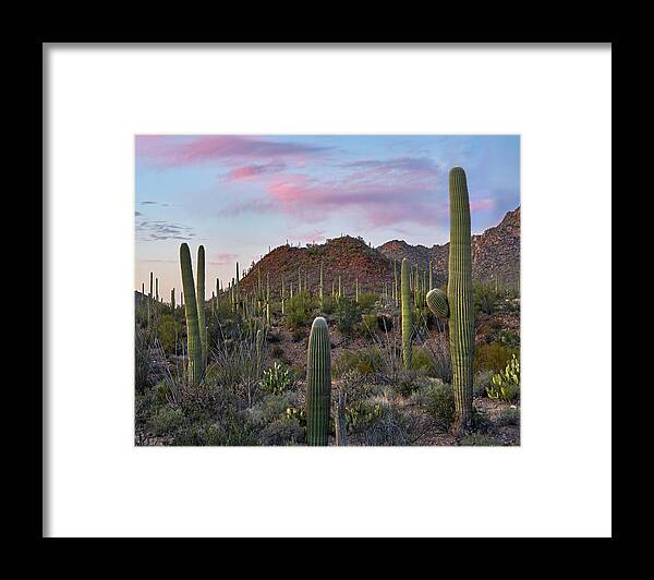 00557656 Framed Print featuring the photograph Saguaro, Tucson Mts, Saguaro National Park, Arizona #1 by Tim Fitzharris