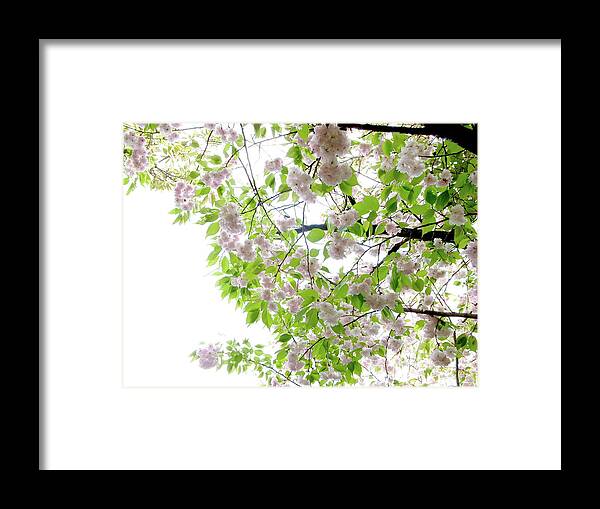 Outdoors Framed Print featuring the photograph Sakura #1 by Photographer, Loves Art, Lives In Kyoto