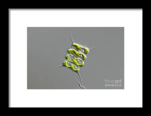 Light Micrograph Framed Print featuring the photograph Scenedesmus Quadricauda Algae #1 by Frank Fox/science Photo Library