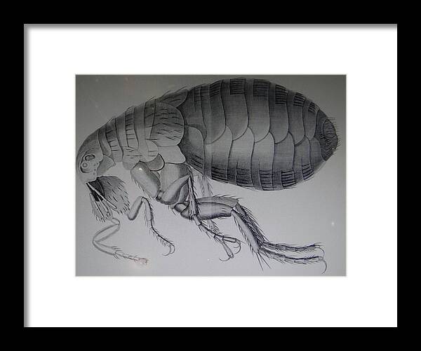 18th Framed Print featuring the photograph Scientific drawing of a flea #1 by Steve Estvanik