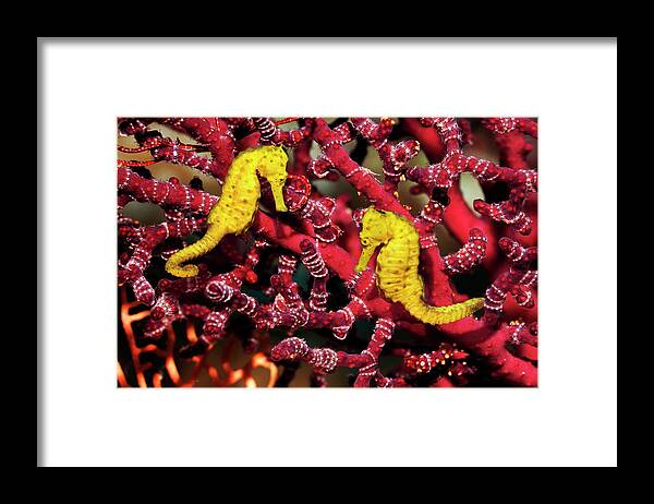 Underwater Framed Print featuring the photograph Sea Horses #1 by Georgette Douwma