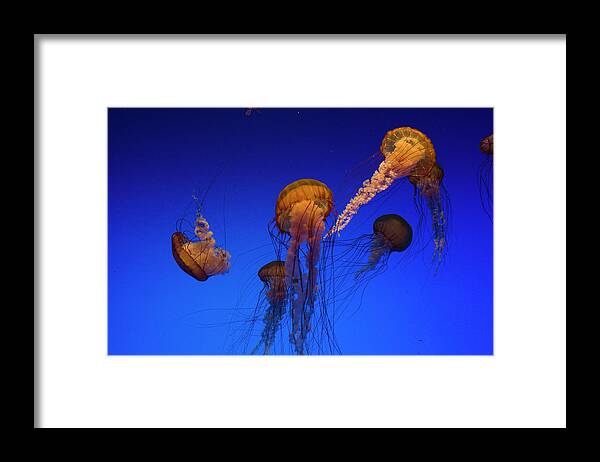 Eco Tourism Framed Print featuring the photograph Sea Nettle #1 by Lingbeek