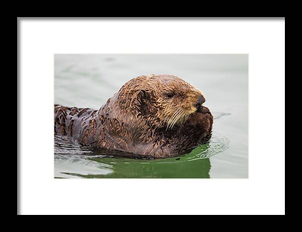Sebastian Kennerknecht Framed Print featuring the photograph Sea Otter In Elkhorn Slough #1 by Sebastian Kennerknecht