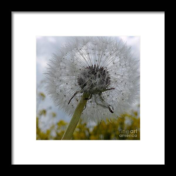Flower Framed Print featuring the photograph Serenity by Karin Ravasio