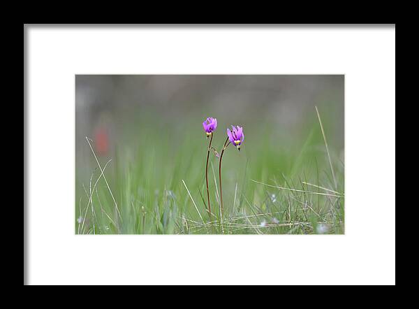 Wildflowers Framed Print featuring the photograph Shooting Stars #1 by Whispering Peaks Photography