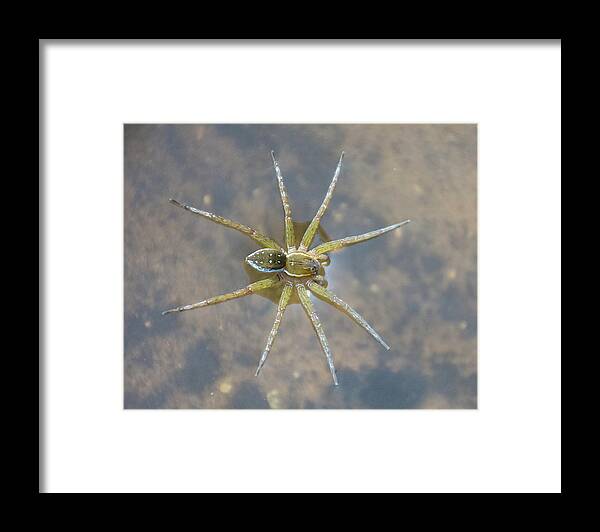 Animal Framed Print featuring the photograph Six-spotted Fishing Spider #1 by John Serrao