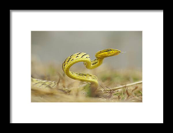 Snake Framed Print featuring the photograph Snake In Vietnam #1 by ?o T?n Pht