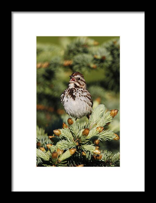 Animal Framed Print featuring the photograph Song Sparrow #1 by James Zipp