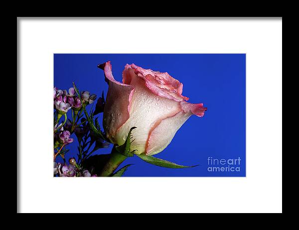 Rose Framed Print featuring the photograph Friendship #1 by Doug Norkum