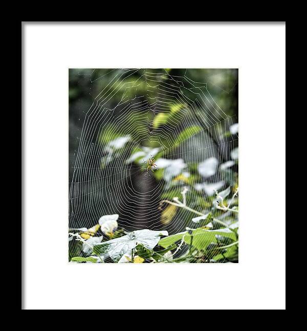 Animal Framed Print featuring the photograph Spider at work #1 by Paul Ross