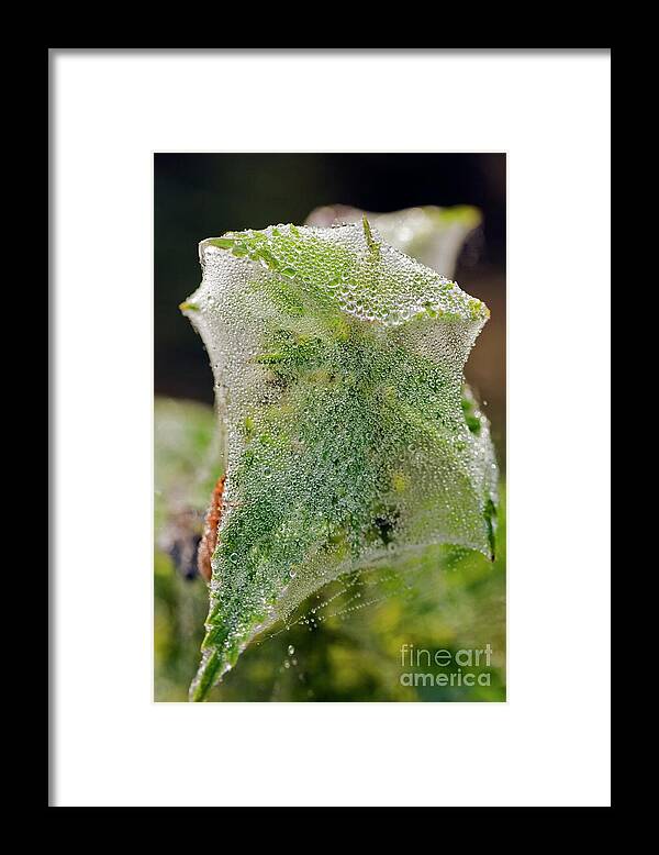Invertebrate Framed Print featuring the photograph Spider Gossamer Silk Tent #1 by Dr Keith Wheeler/science Photo Library
