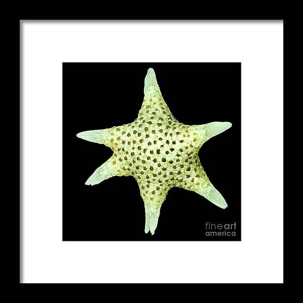 Animal Framed Print featuring the photograph Star Sand Foraminifera by Gerd Guenther/science Photo Library