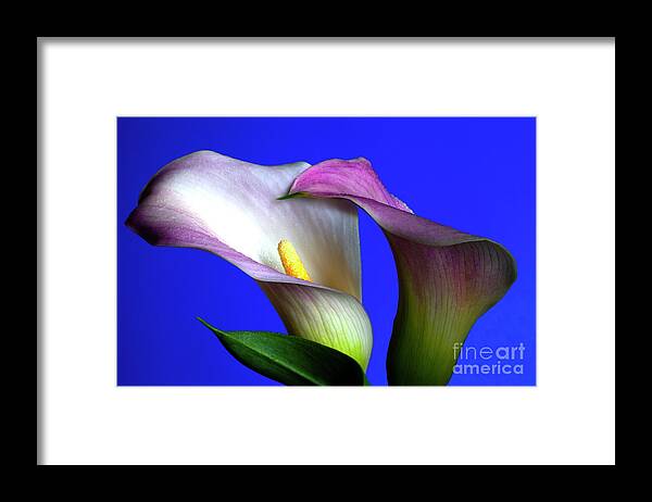 Calla Framed Print featuring the photograph Sublime #2 by Doug Norkum