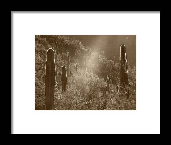 Disk1216 Framed Print featuring the photograph Sunbean And Saguaros #1 by Tim Fitzharris