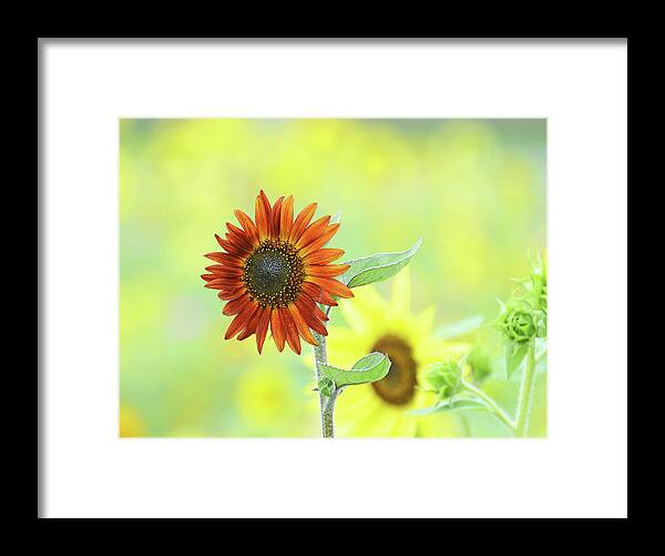 Sunflower Framed Print featuring the photograph Sunflower Field #1 by Rodney Campbell