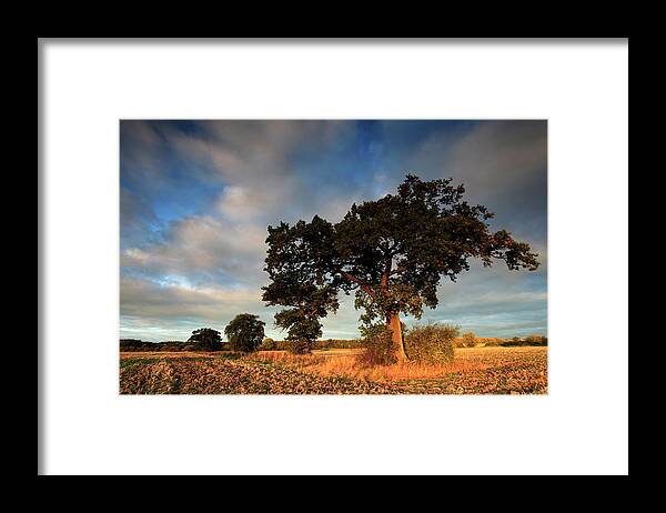 Tranquility Framed Print featuring the photograph Sunrise Over Oak Tree, Autumn Colours #1 by Dave Porter Peterborough Uk