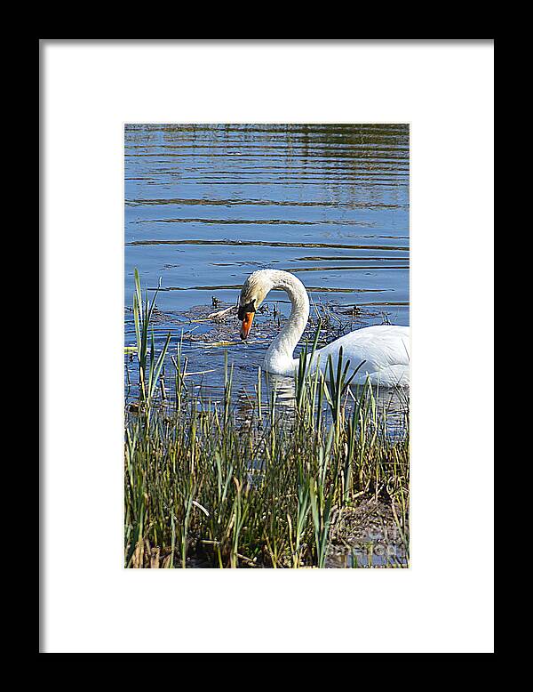 Swan Framed Print featuring the photograph Swan #1 by Andy Thompson