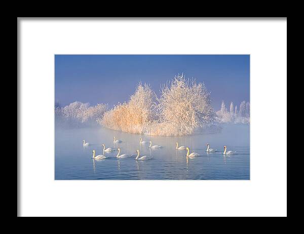 Blue Framed Print featuring the photograph Swan Lake #1 by Hua Zhu