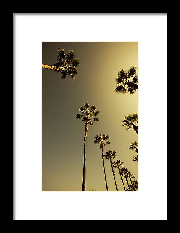 Beverly Hills Framed Print featuring the photograph Tall Palm Trees In Beverly Hills Los #1 by Lpettet