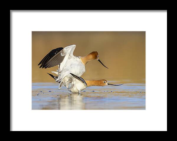 American Avocet Mating Season Shore Birds Wildlife Feathers Low Pow Vibrant Colors Waterfowl Framed Print featuring the photograph That Time Of The Year #1 by Verdon