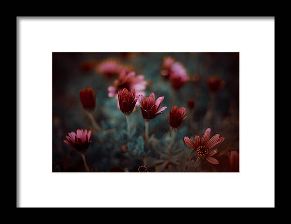 Flower Framed Print featuring the photograph The Flower #1 by Farid Kazamil