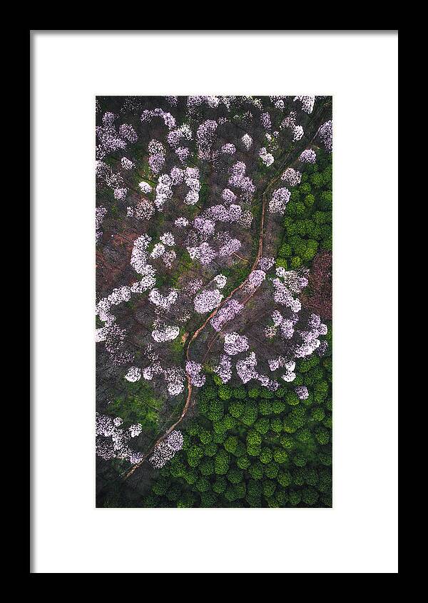 Aerial Framed Print featuring the photograph The Road Of Flower #1 by ??tianqi