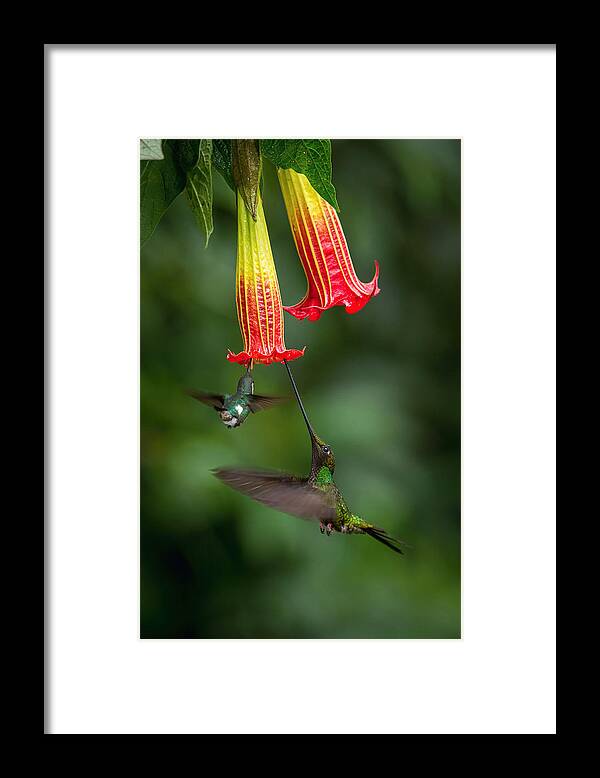 Action Framed Print featuring the photograph The Sword-billed Hummingbird, Ensifera Ensifera #1 by Petr Simon