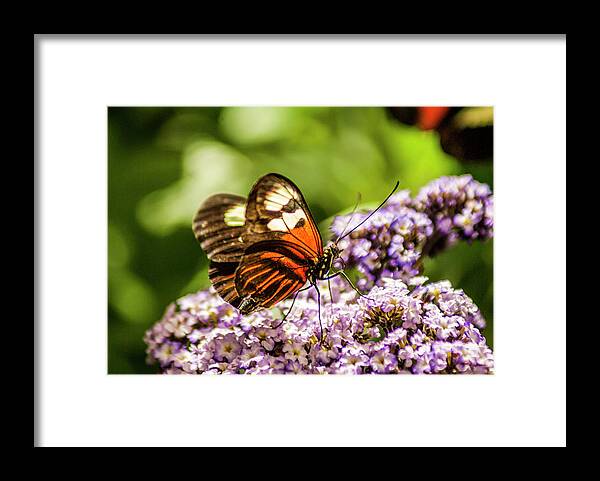 Butterfly Framed Print featuring the photograph Tiger Longwing Butterfly #1 by Donald Pash