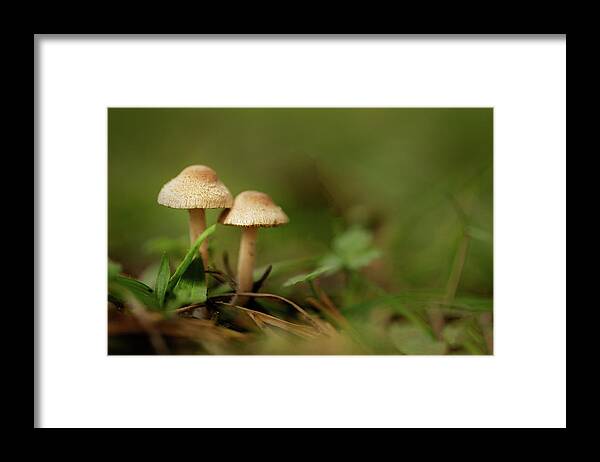 Nature Framed Print featuring the photograph Together #1 by Bob Cournoyer