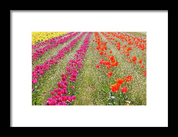 Orange Color Framed Print featuring the photograph Tulips In A Field At Wooden Shoe Tulip #1 by Design Pics / Craig Tuttle