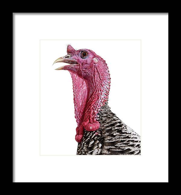 Ugliness Framed Print featuring the photograph Turkey #1 by Gandee Vasan