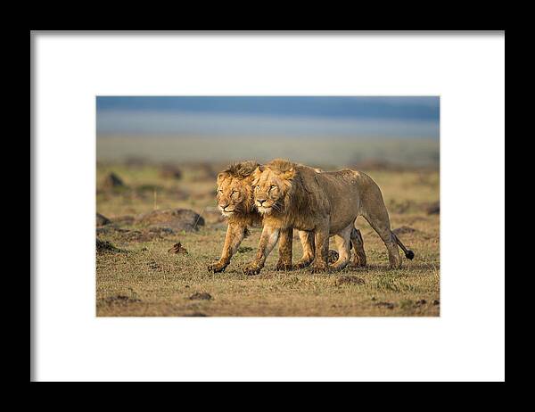 Lions Framed Print featuring the photograph Two Brothers #1 by Massimo Mei