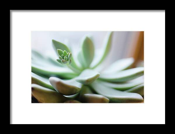 Bud Framed Print featuring the photograph Usa, New Jersey, Jersey City, Close-up #1 by Jamie Grill