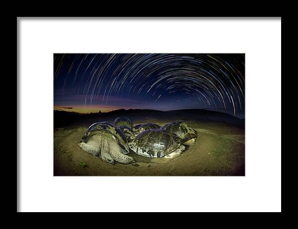 Animal Framed Print featuring the photograph Volcan Alcedo Tortoises And Star Trails #1 by Tui De Roy