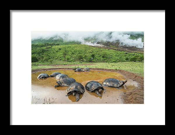 Animal Framed Print featuring the photograph Volcan Alcedo Tortoises In Wallow by Tui De Roy