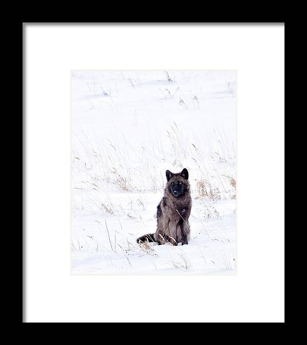 Spitfire Framed Print featuring the photograph Waiting #1 by Eilish Palmer