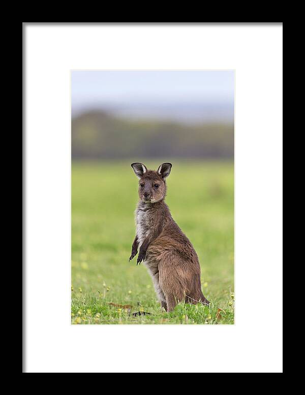 Suzi Eszterhas Framed Print featuring the photograph Western Grey Kangaroo Joey #1 by Suzi Eszterhas