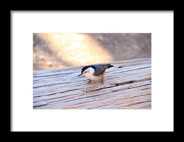 Bryce Canyon Framed Print featuring the photograph White Breasted Nuthatch #2 by Ed Riche
